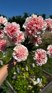 Carnation Missantic Cotton Candy — 6 Starter Plants