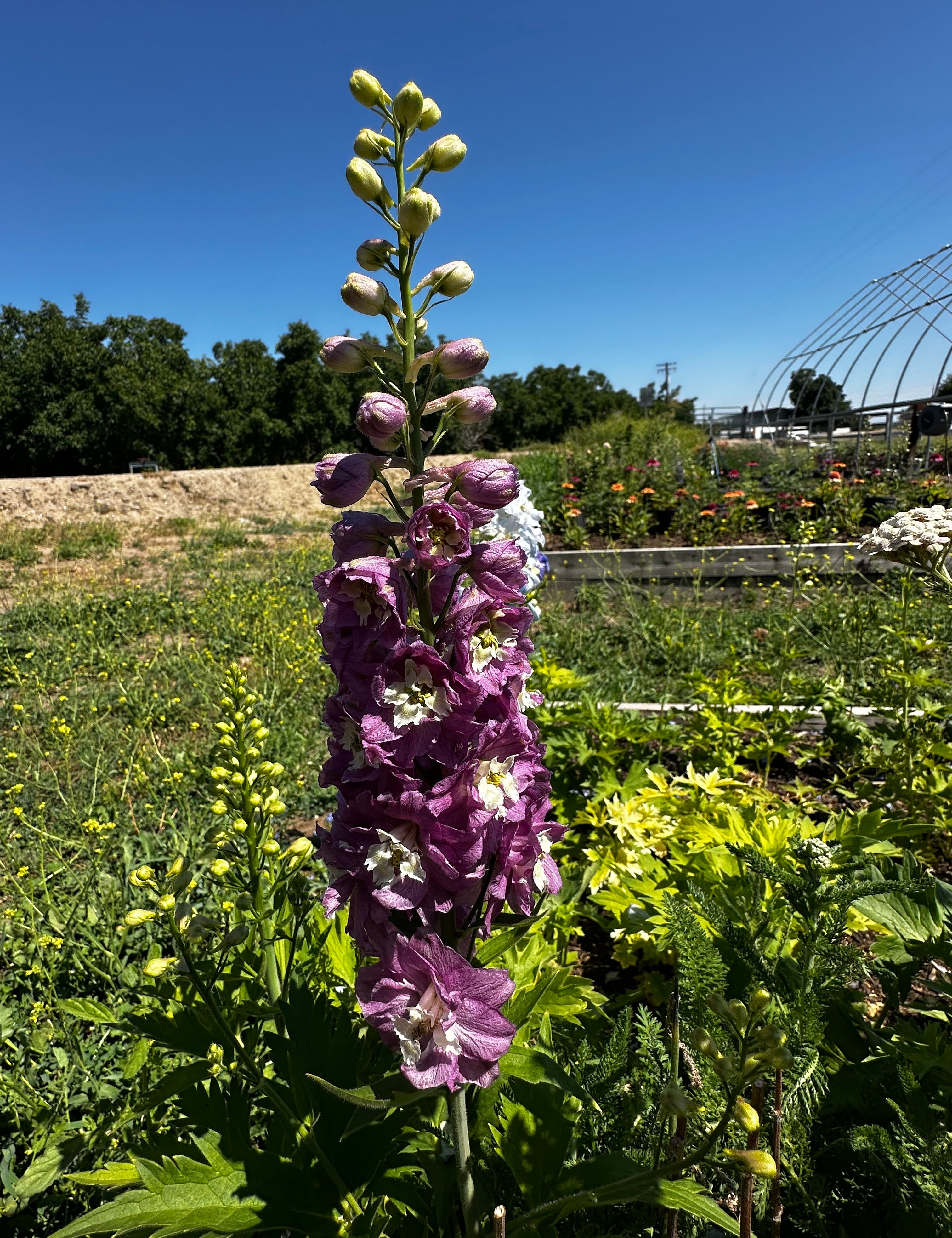 A tall purple delphinium flower stalk with pale green buds stands in a sunny garden bed with green foliage, a blue sky, and garden structures in the background.