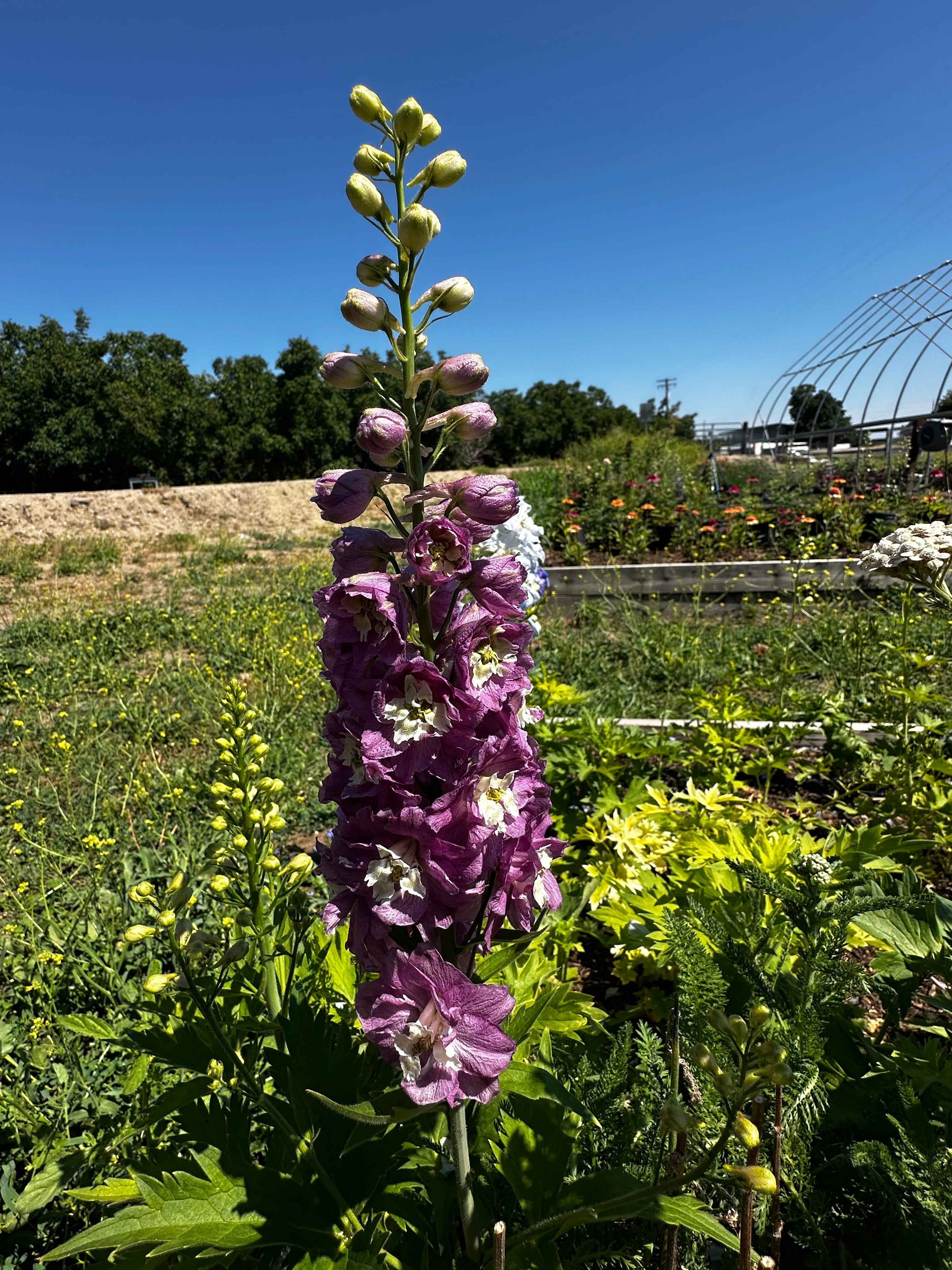 A tall purple delphinium flower stalk with pale green buds stands in a sunny garden bed with green foliage, a blue sky, and garden structures in the background.