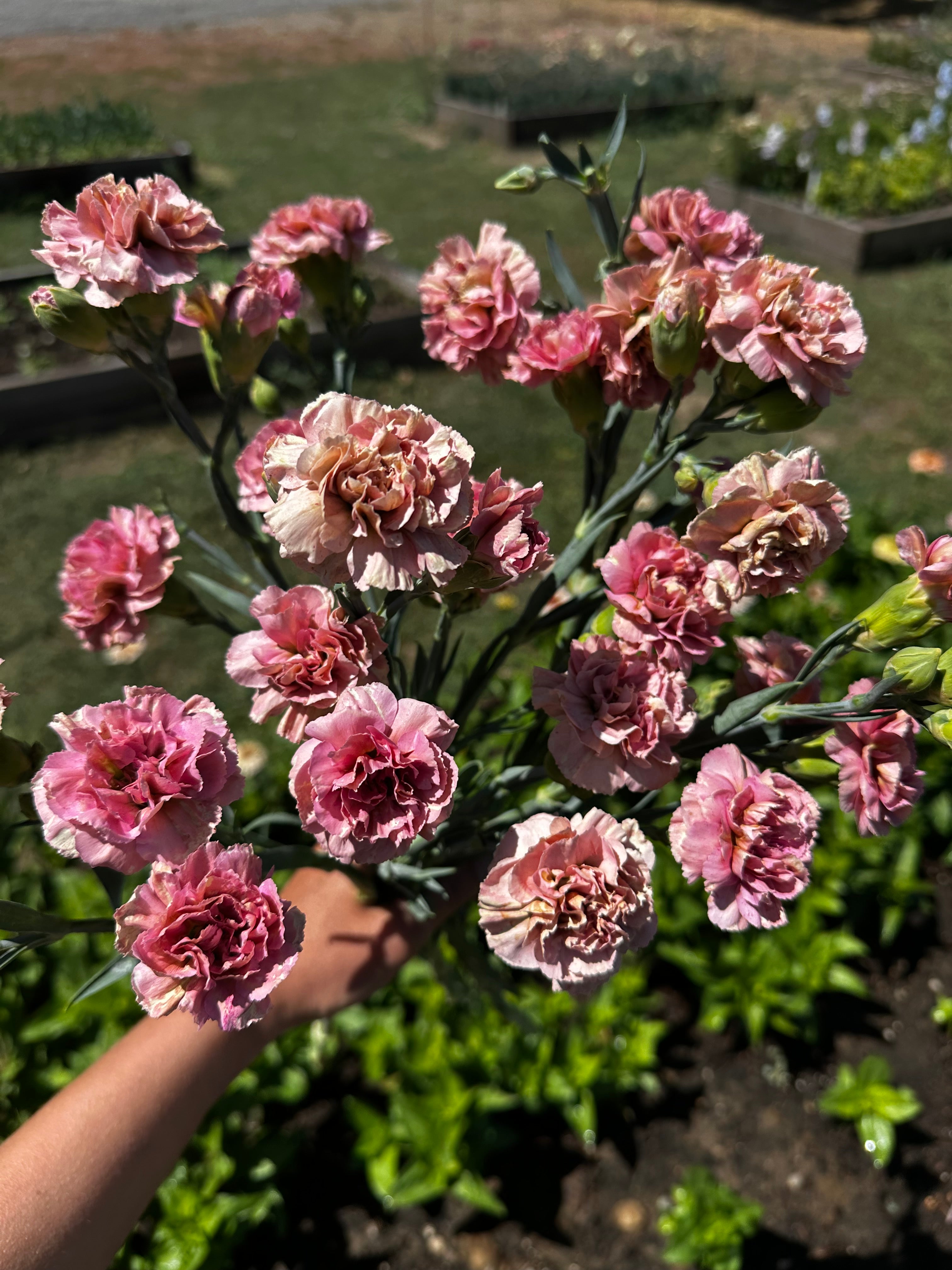 Carnation Missantic Miss Bella — 6 Starter Plants