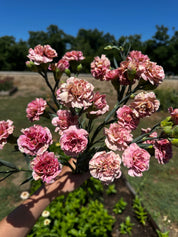 Carnation Missantic Miss Bella — 6 Starter Plants