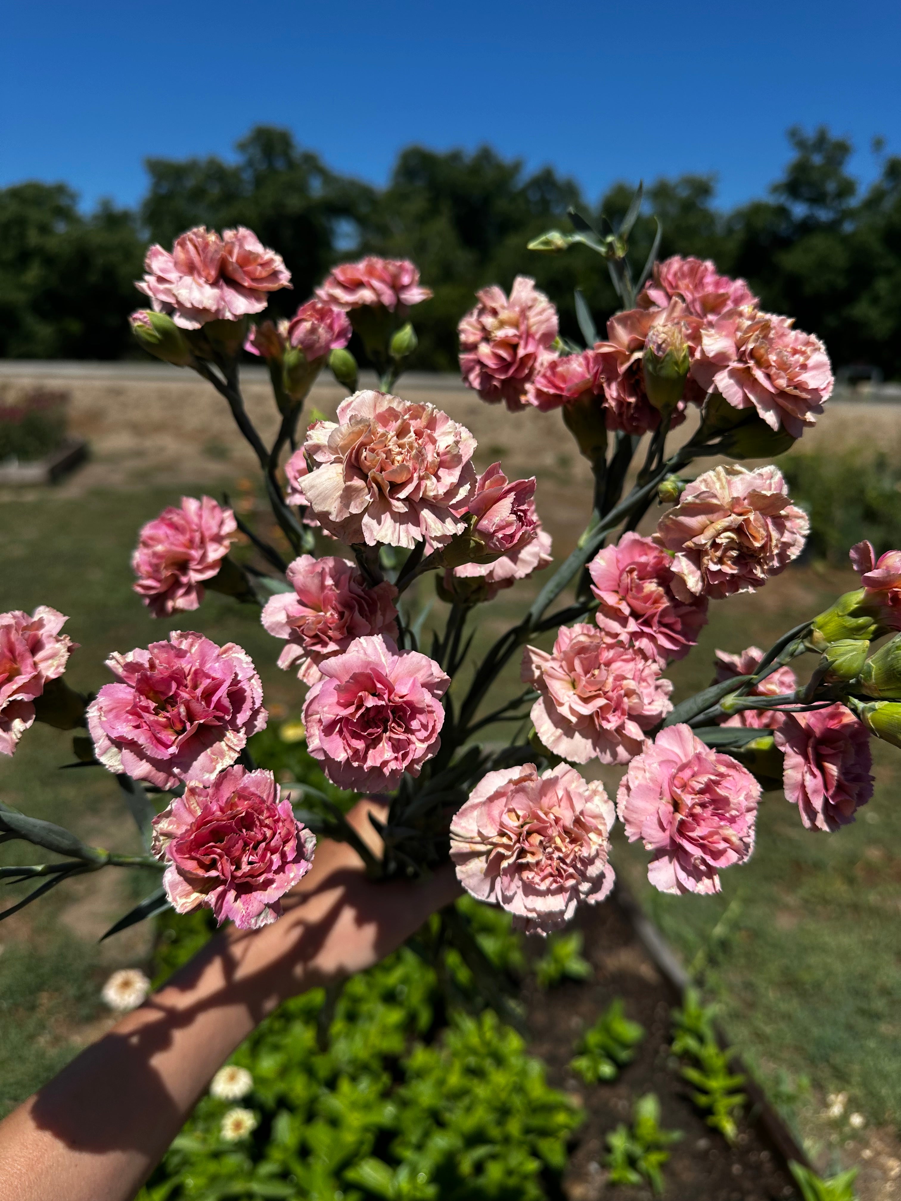 Carnation Missantic Miss Bella — 6 Starter Plants