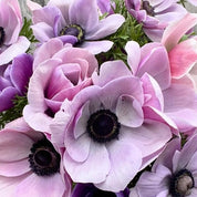 Anemone Mistral Milka