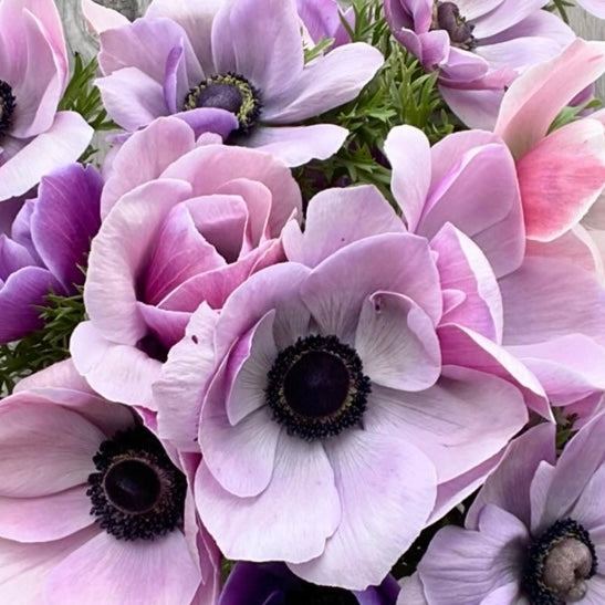 Anemone Mistral Milka