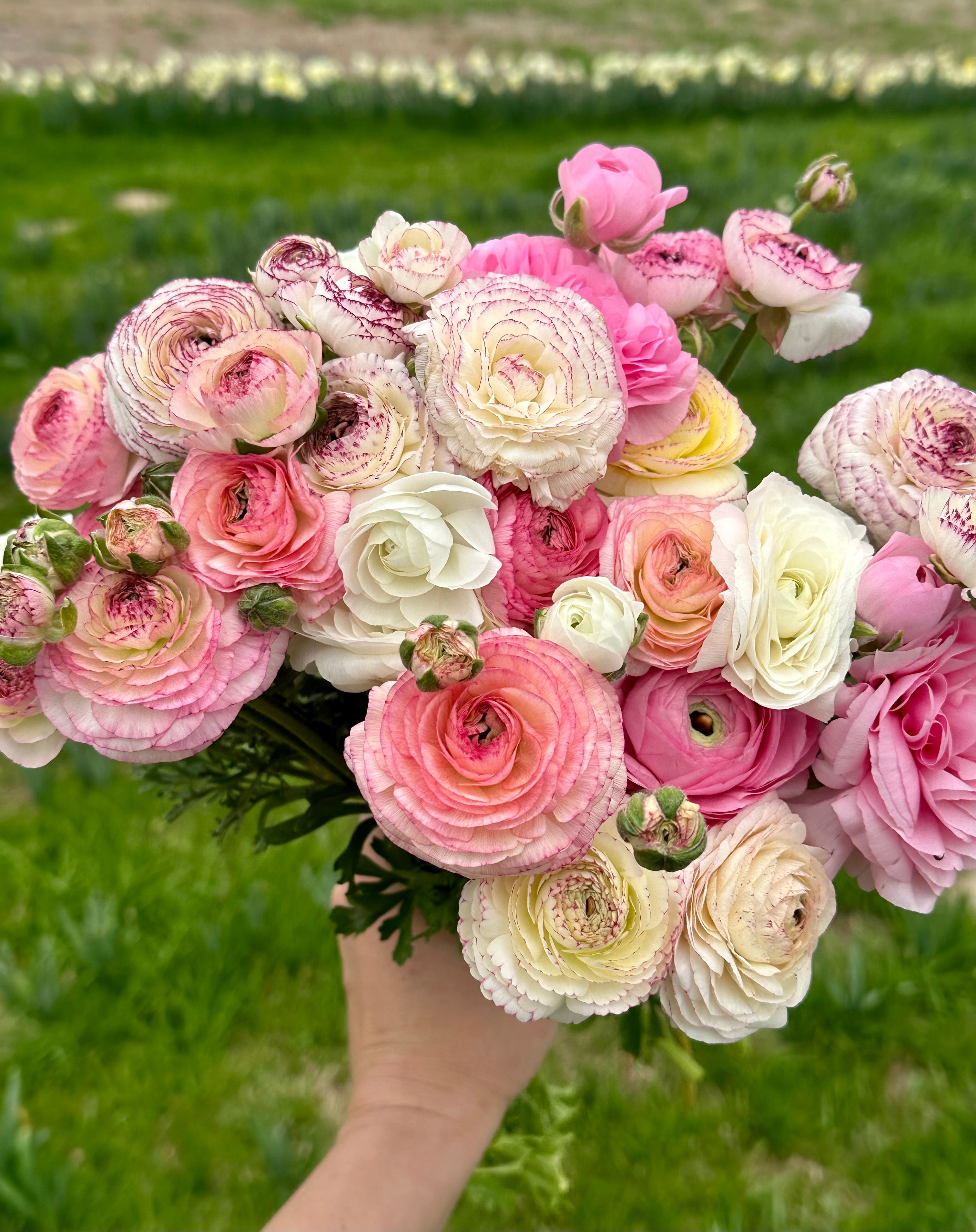 Ranunculus White Picotee