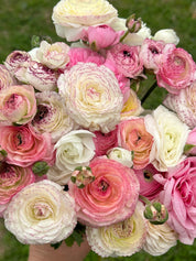 Ranunculus White Picotee