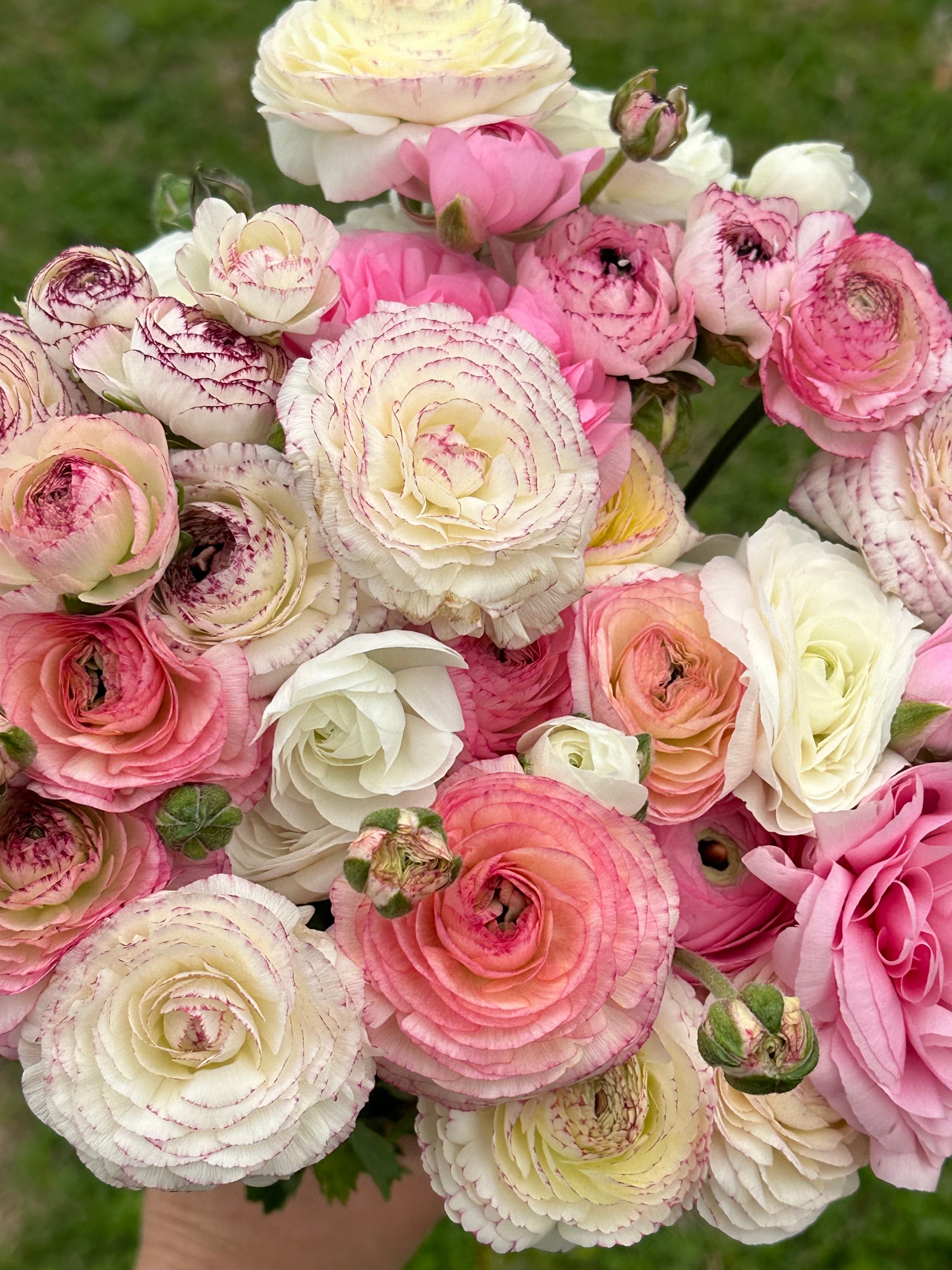 Ranunculus White Picotee