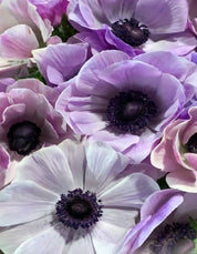 Anemone Mistral Milka