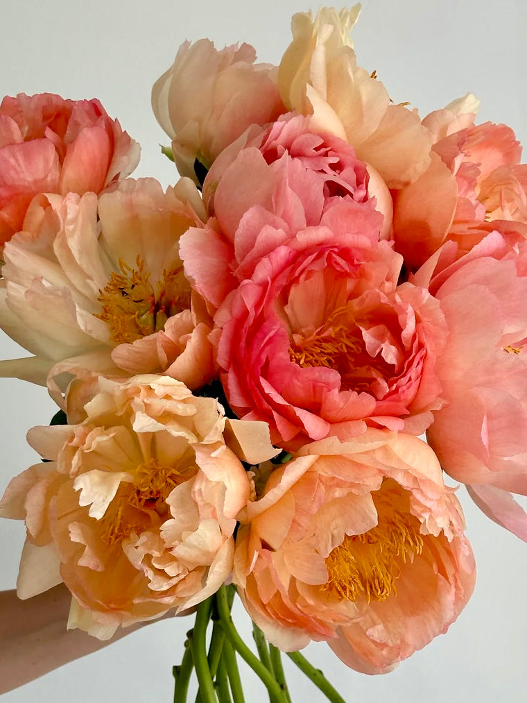 Peony Coral Sunset