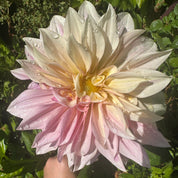 Dahlia Cafe Au Lait