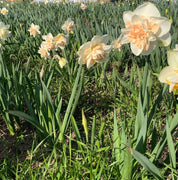 Daffodil Delnashaugh