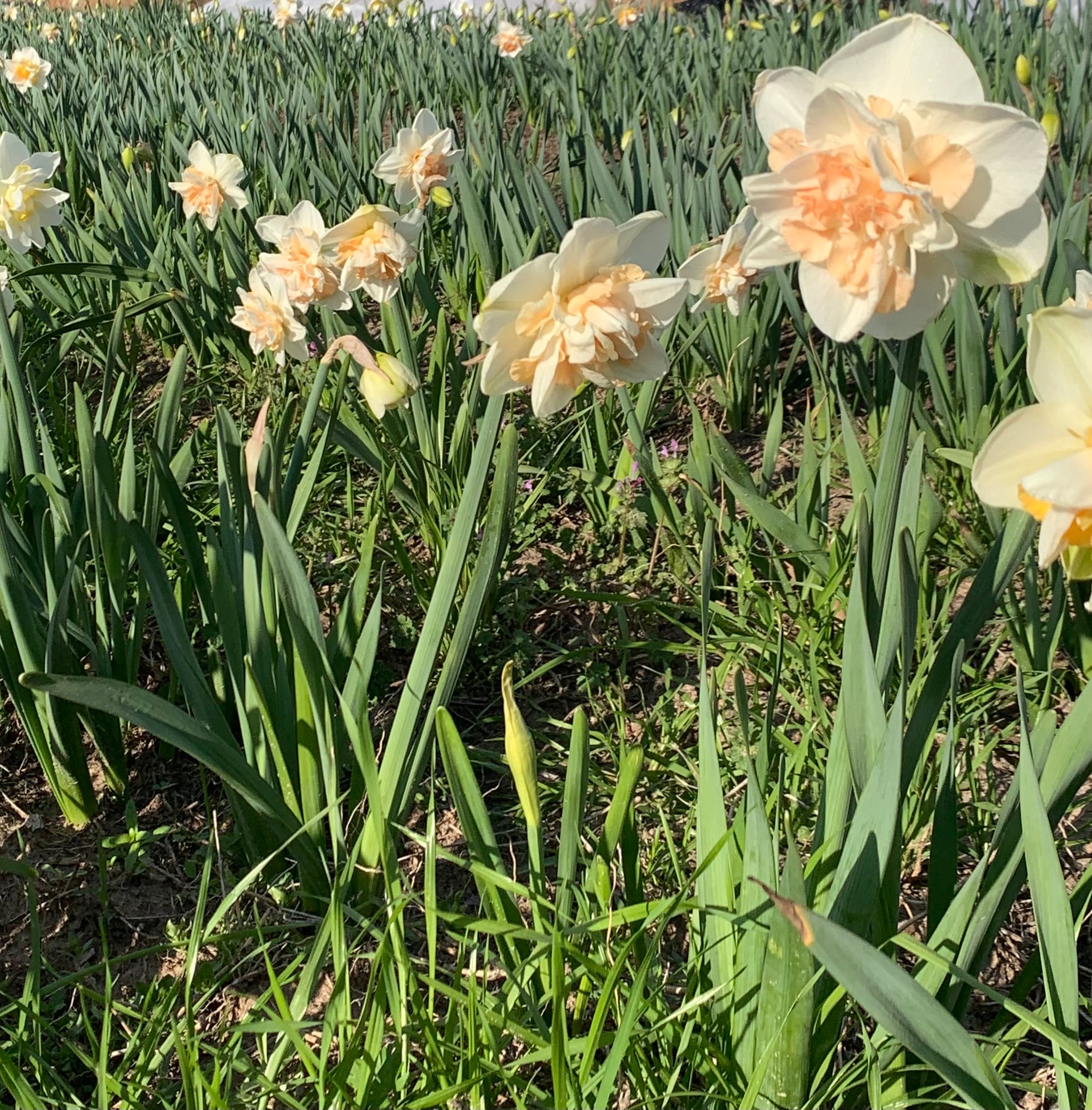 Daffodil Delnashaugh