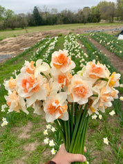 Daffodil Delnashaugh