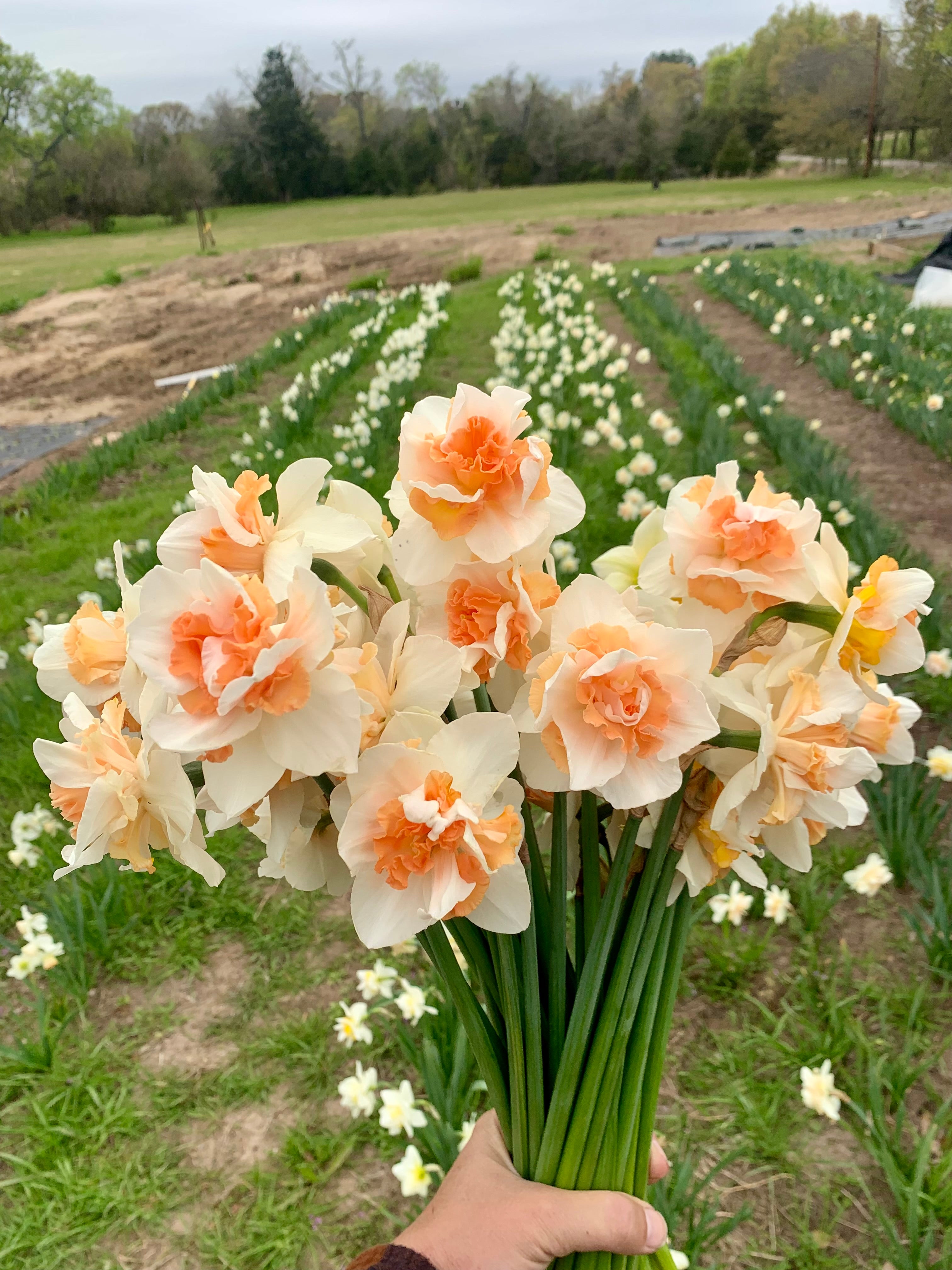 Daffodil Delnashaugh