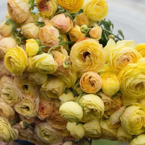 Ranunculus Amandine Pastel Lemon