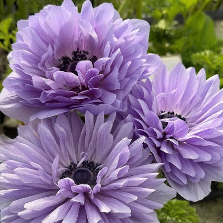 lavender anemone flower Anemone Levante Azzurro – Elm Creek Flower Farm