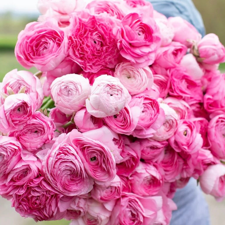 Ranunculus Half Clone Juliette