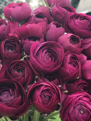 Ranunculus Amandine Violet