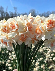 Daffodil Sweet Paradise