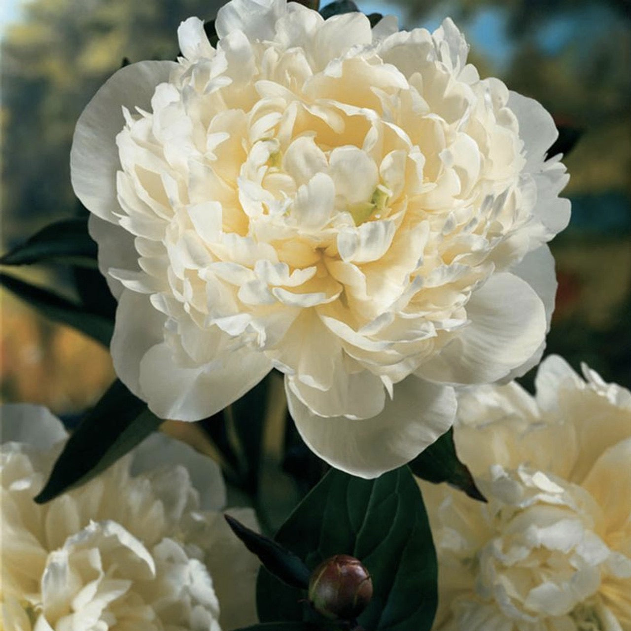 Peony Duchess de Nemours