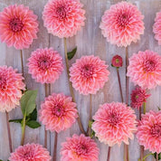 Dahlia Beauty Queen