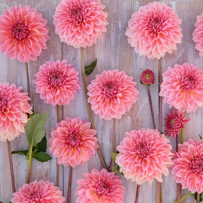 Dahlia Beauty Queen