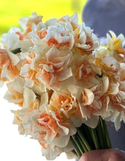 Daffodil Sweet Paradise