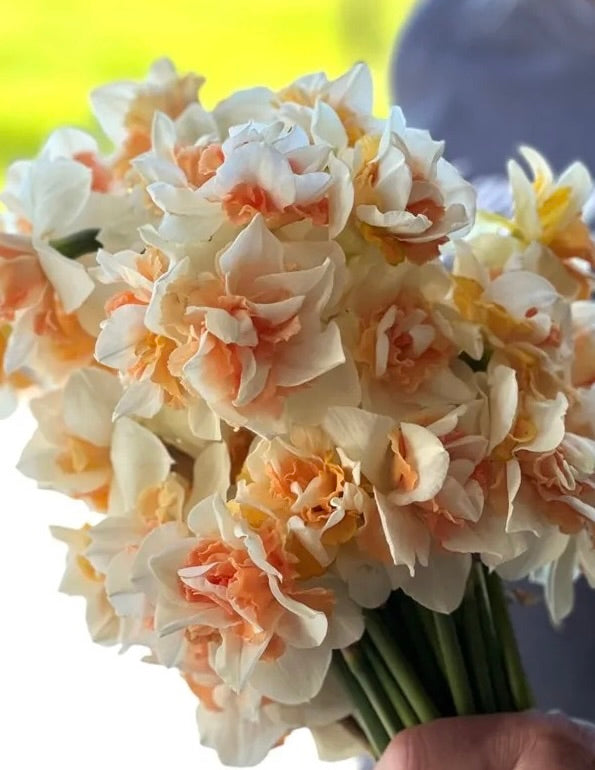 Daffodil Sweet Paradise