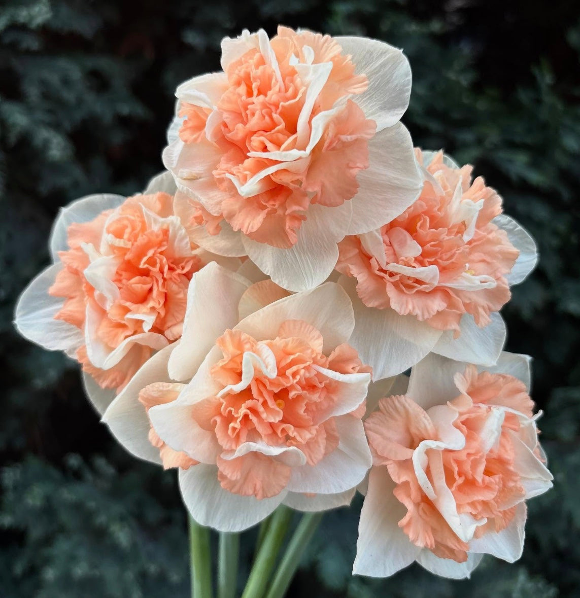 Daffodil Flower Surprise