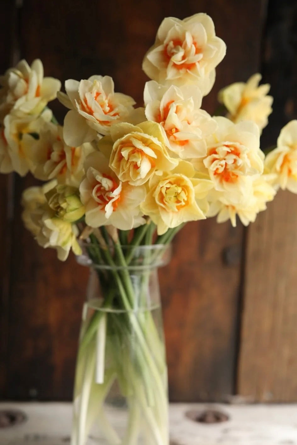 Daffodil Romantic Paradise