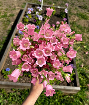 Canterbury Bells Champion Pink — 6 Starter Plants