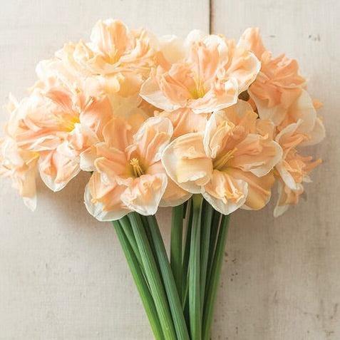 Daffodil Apricot Whirl
