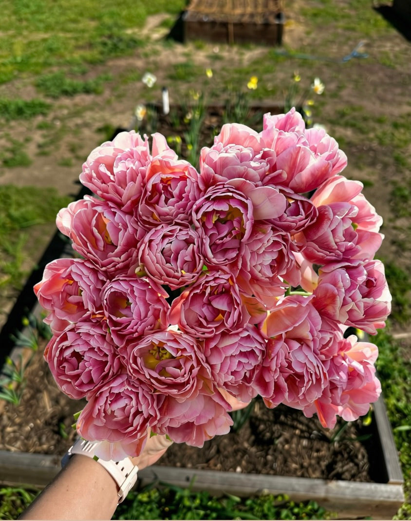 a bouquet of beach berry tulips