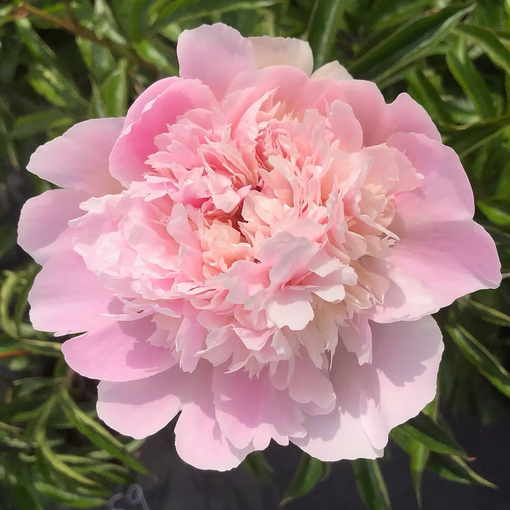 Peony Pecher