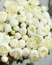 Peony Duchess de Nemours