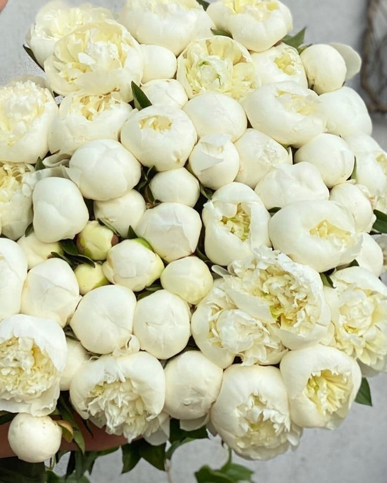 Peony Duchess de Nemours