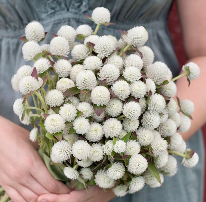 Gomphena Audray White