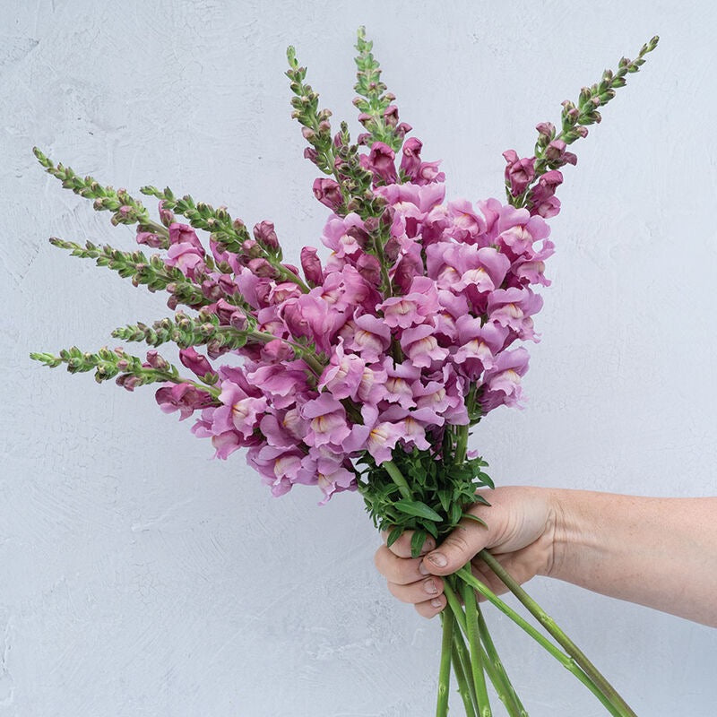 Hand holding a bouquet of pink flowers against a light gray background