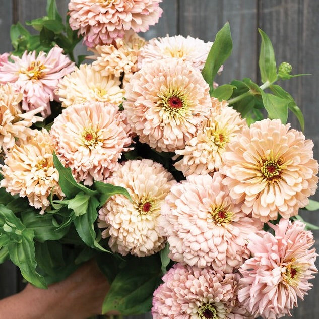 Zinnia Ballerina