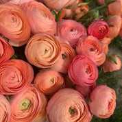 Ranunculus Amandine Salmon