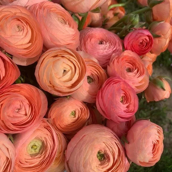 Ranunculus Amandine Salmon
