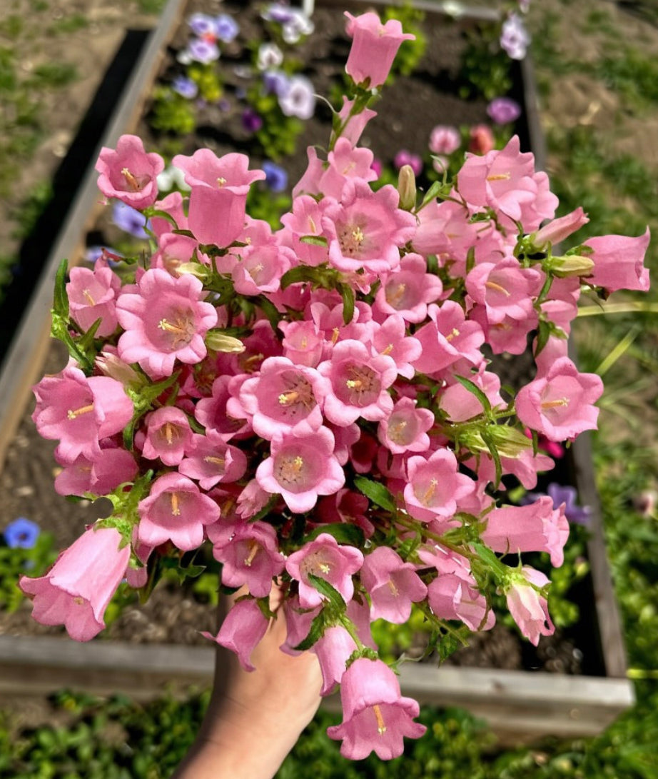 A hand holding a dense cluster of pink bell-shaped flowers, likely campanulas or foxglove, with green foliage, set against a blurred garden background with raised beds.