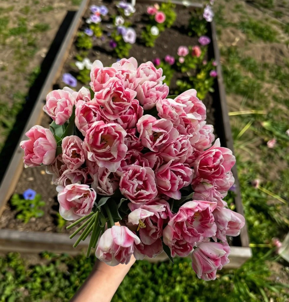 A hand holding a dense bouquet of pink and white variegated tulips outdoors in a garden bed with other flowers and green grass in the background.