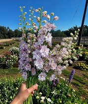 A hand holding a bouquet of light purple delphiniums in a sunny flower garden with green foliage and a blue sky background.