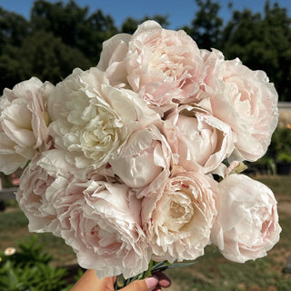 A hand holding a bouquet of pale blush pink and off-white peonies outdoors, with green foliage and a blue sky in the background.