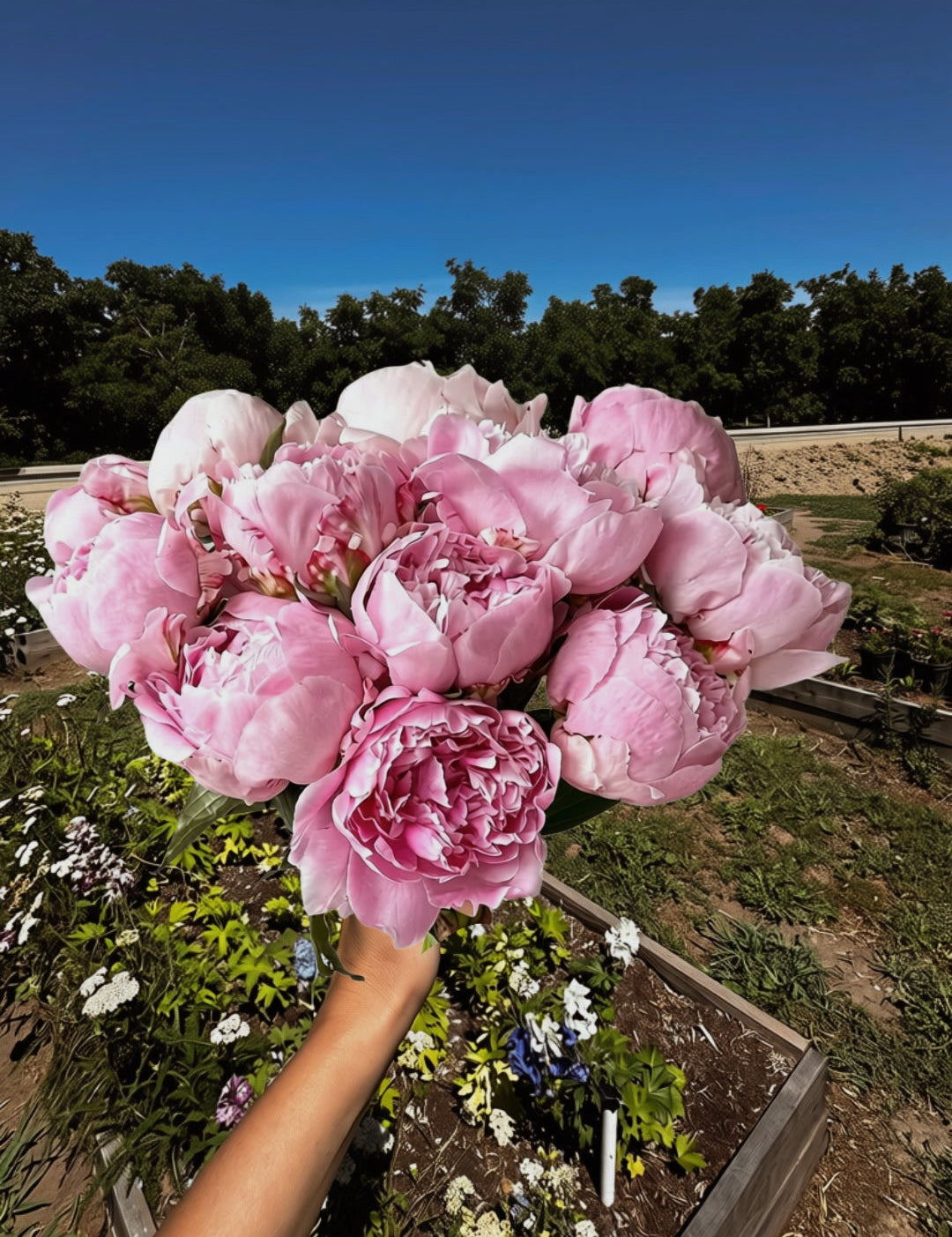 Sarah Bernhardt Pink Peonies