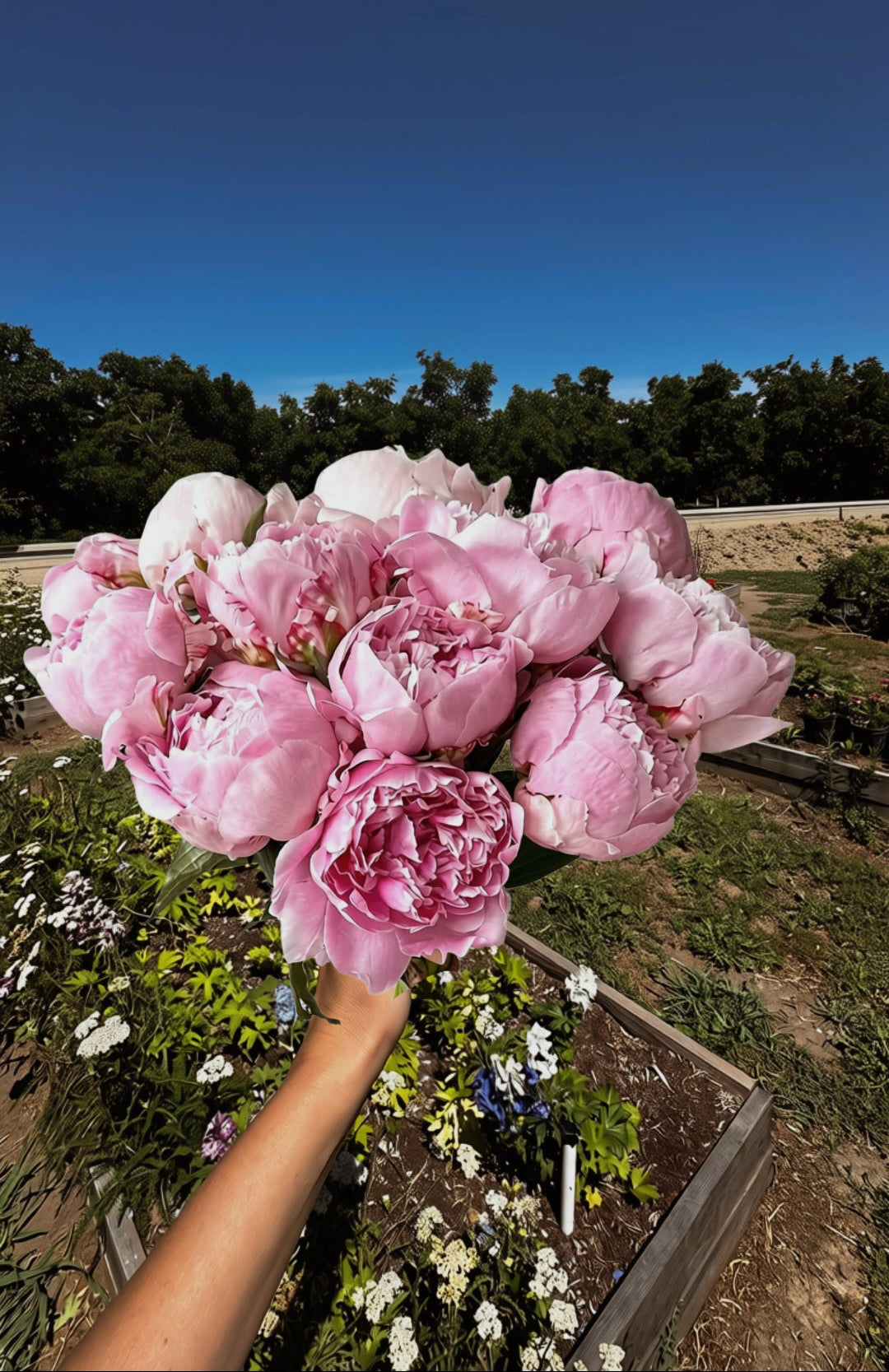 Sarah Bernhardt Pink Peonies