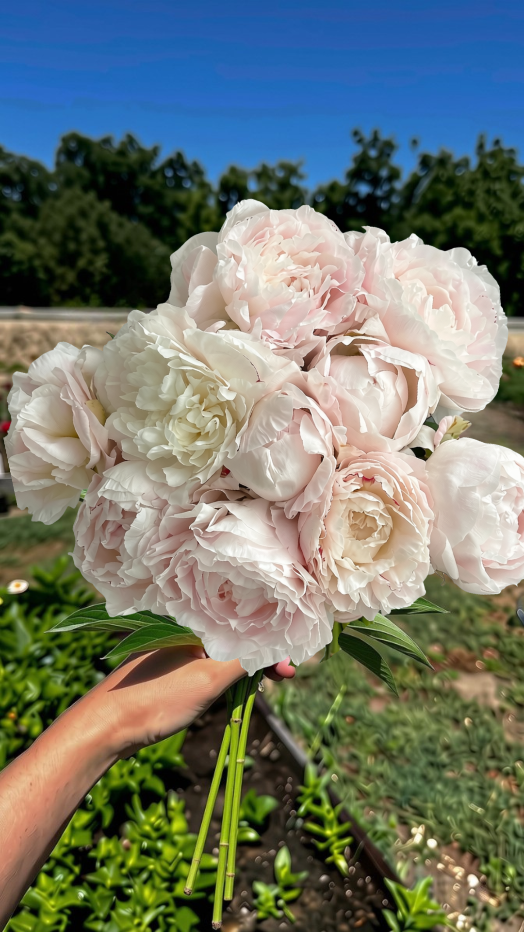 Peony Mother's Choice