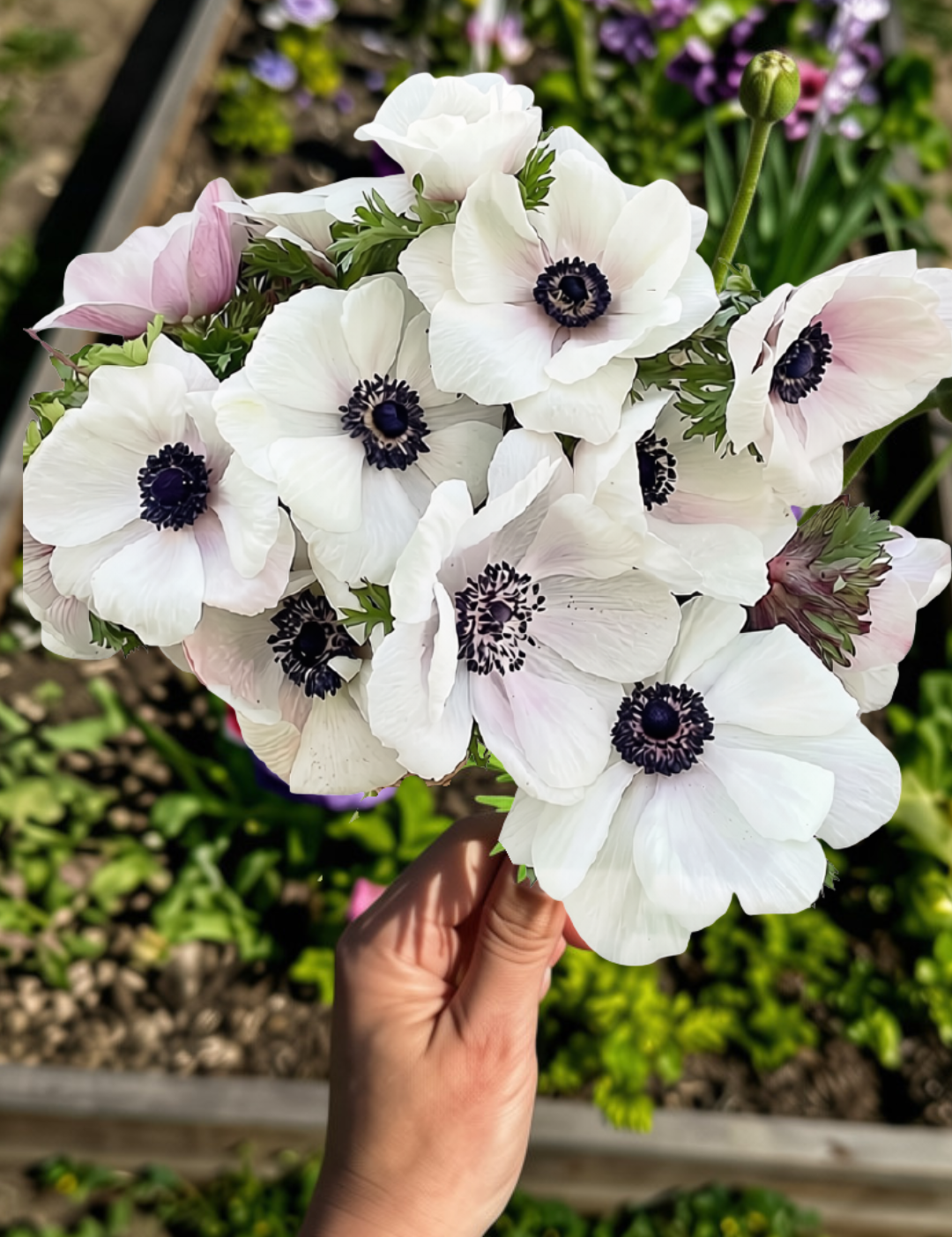 A hand holding a bouquet of white anemone flowers with dark centers and light pink buds, photographed outdoors in a garden bed with blurred greenery and purple flowers in the background.