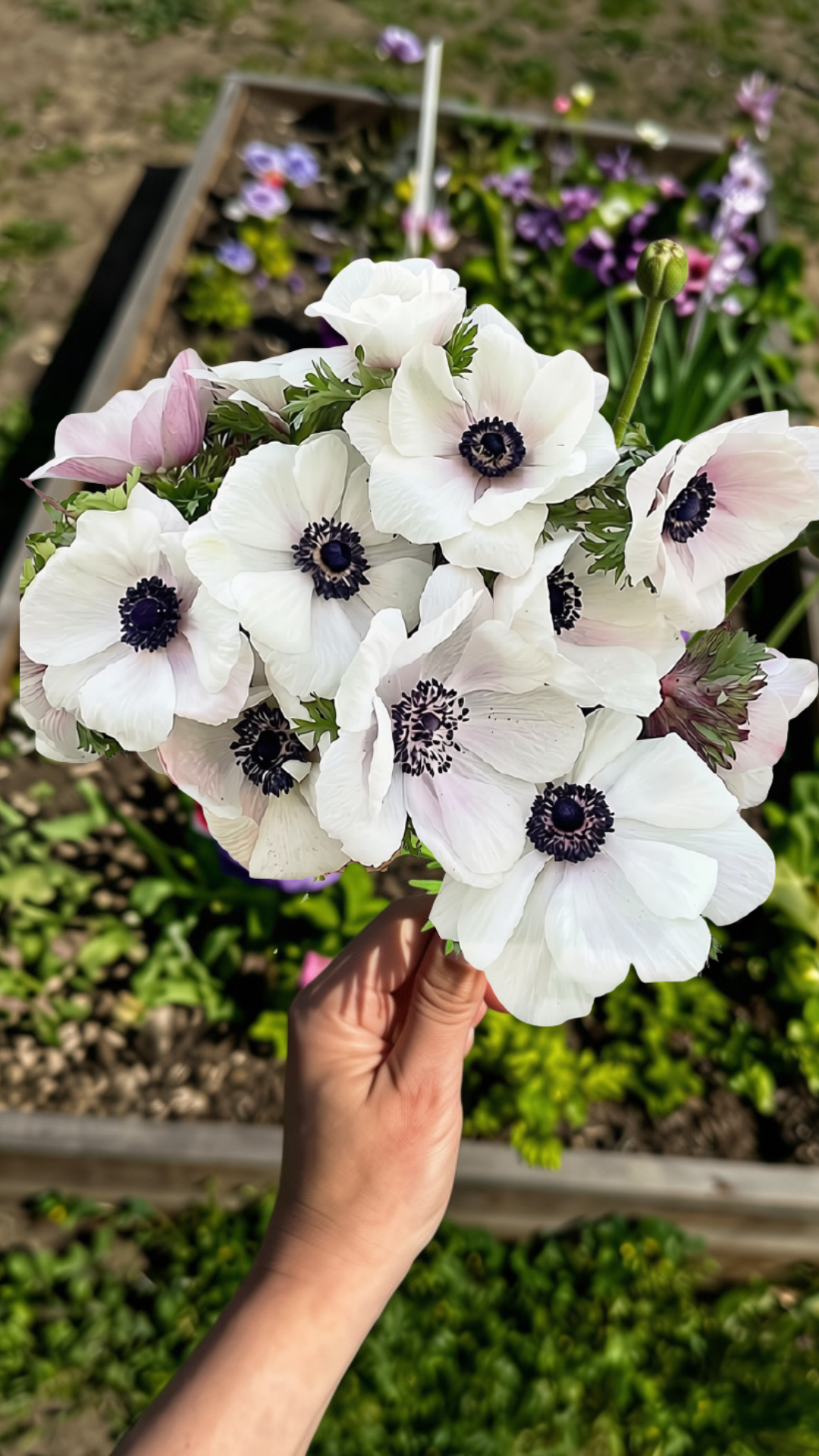 Anemone Panda Bianco